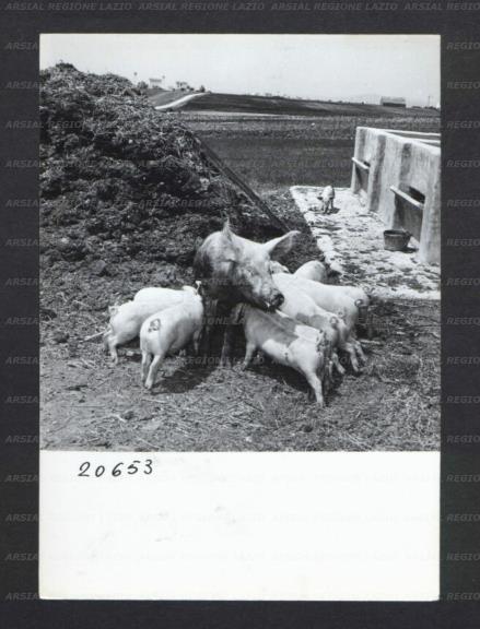 ARSIAL/ARS00176940.jpg