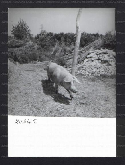 ARSIAL/ARS00176942.jpg