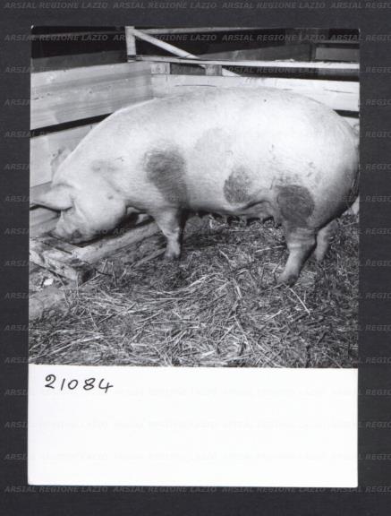 ARSIAL/ARS0017694A.jpg