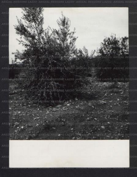 ARSIAL/ARS0017696E.jpg