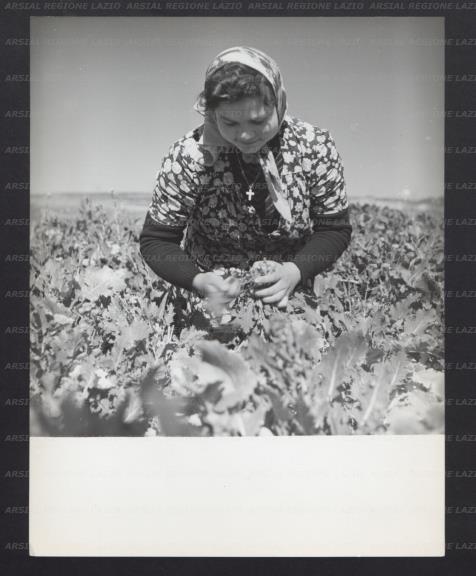 ARSIAL/ARS00176AC1.jpg