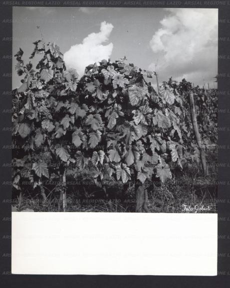 ARSIAL/ARS00176AC2.jpg