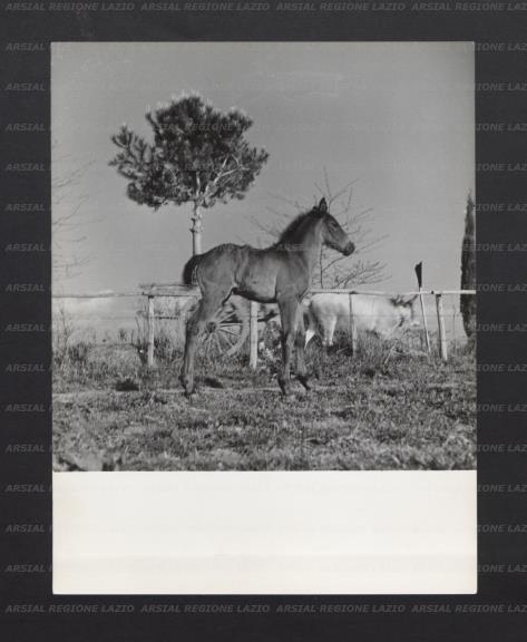 ARSIAL/ARS00176DDF.jpg