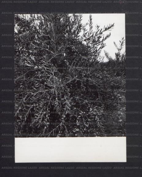 ARSIAL/ARS00176E40.jpg