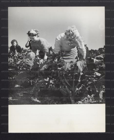 ARSIAL/ARS00176E6C.jpg