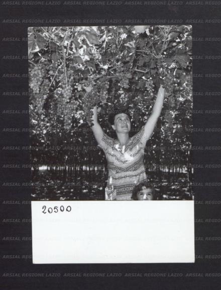 ARSIAL/ARS00176E75.jpg