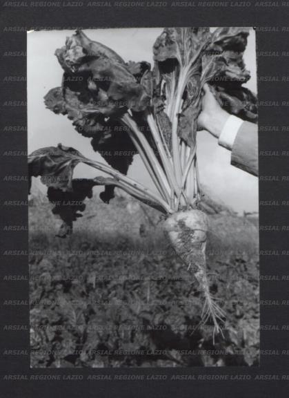 ARSIAL/ARS00176E77.jpg