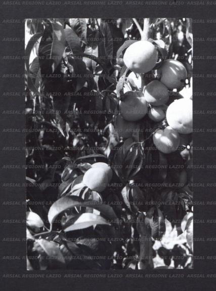 ARSIAL/ARS00176E7B.jpg
