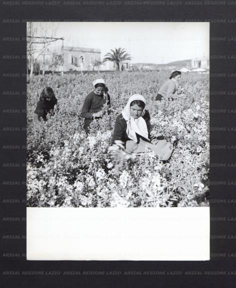 ARSIAL/ARS00176E7E.jpg