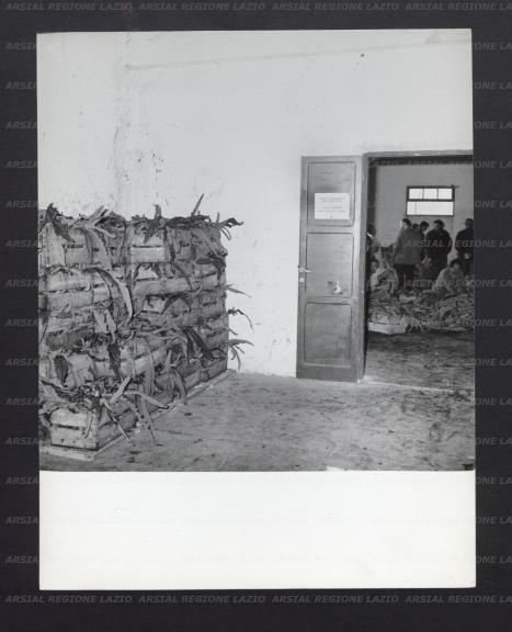ARSIAL/ARS00176E91.jpg