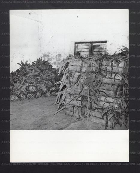 ARSIAL/ARS00176E99.jpg