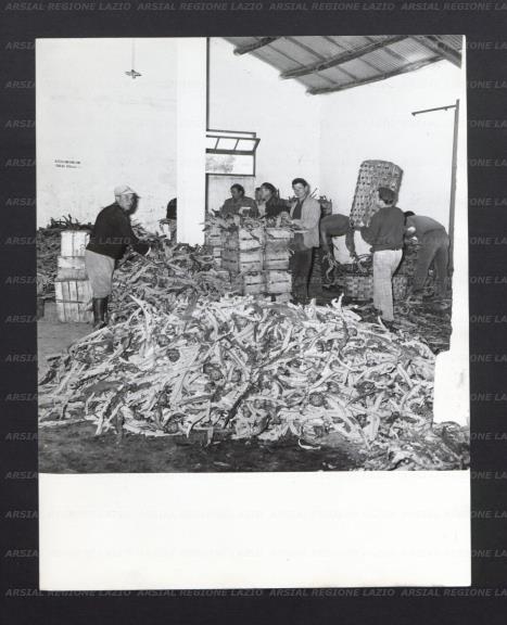 ARSIAL/ARS00176E9D.jpg