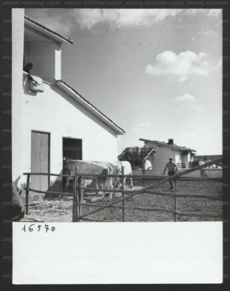 ARSIAL/ARS00176EAA.jpg
