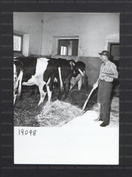 ARSIAL/ARS00176EAE.jpg