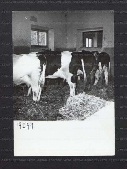 ARSIAL/ARS00176EB4.jpg