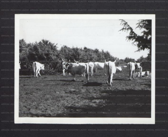 ARSIAL/ARS00176EC6.jpg