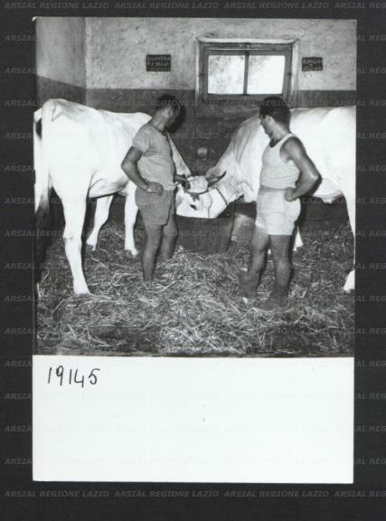 ARSIAL/ARS00176ED0.jpg