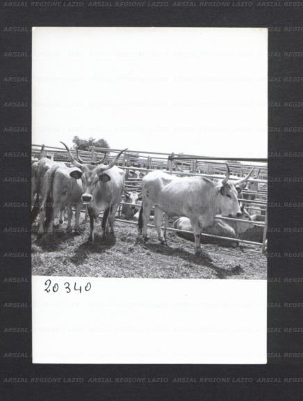 ARSIAL/ARS00176ED3.jpg