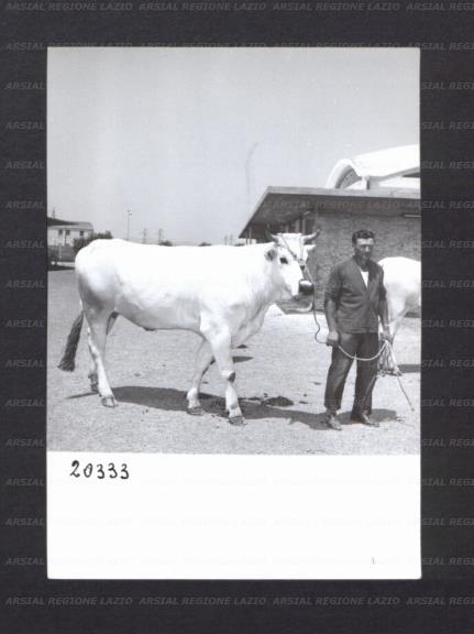ARSIAL/ARS00176ED6.jpg