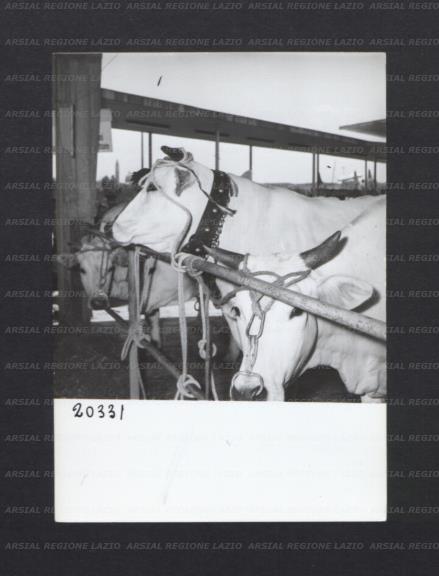 ARSIAL/ARS00176EDA.jpg