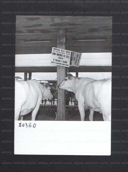 ARSIAL/ARS00176EDE.jpg