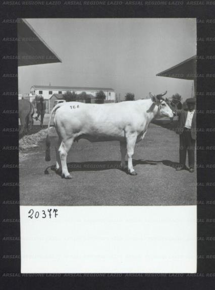 ARSIAL/ARS00176EE0.jpg