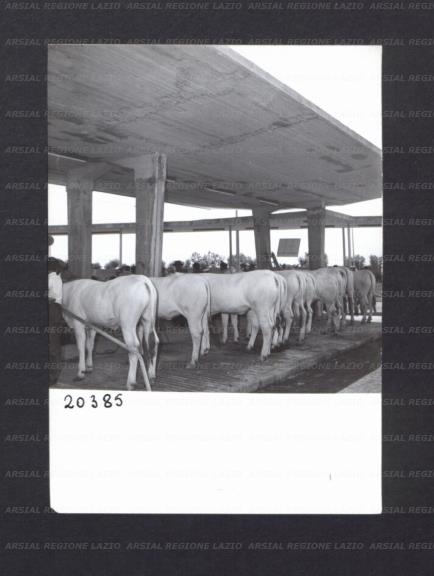 ARSIAL/ARS00176EE4.jpg