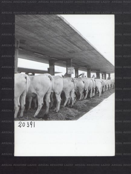 ARSIAL/ARS00176EE5.jpg