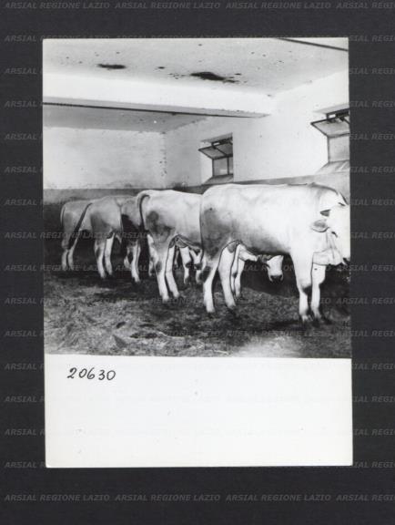 ARSIAL/ARS00176EEE.jpg