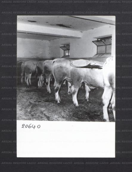 ARSIAL/ARS00176EF3.jpg
