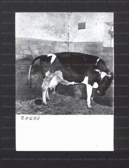 ARSIAL/ARS00176EF7.jpg