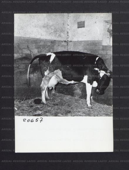 ARSIAL/ARS00176F03.jpg