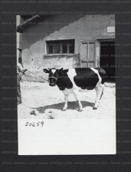 ARSIAL/ARS00176F04.jpg