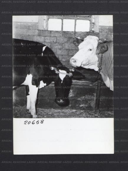 ARSIAL/ARS00176F07.jpg