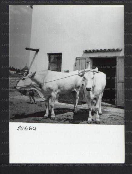 ARSIAL/ARS00176F0F.jpg