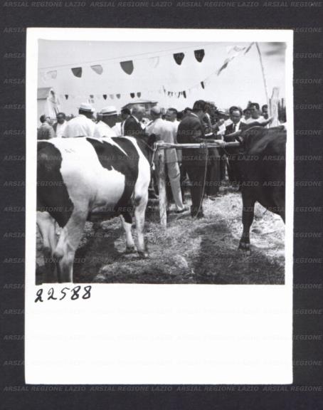 ARSIAL/ARS00176F13.jpg