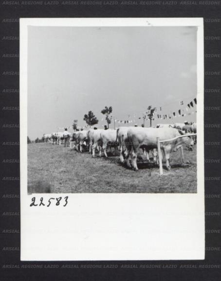 ARSIAL/ARS00176F14.jpg