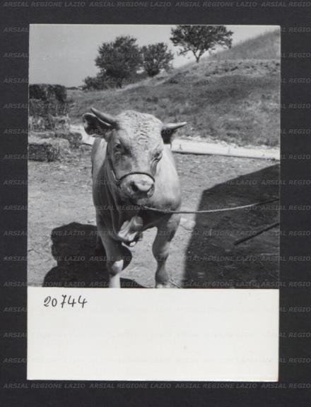 ARSIAL/ARS00176F21.jpg