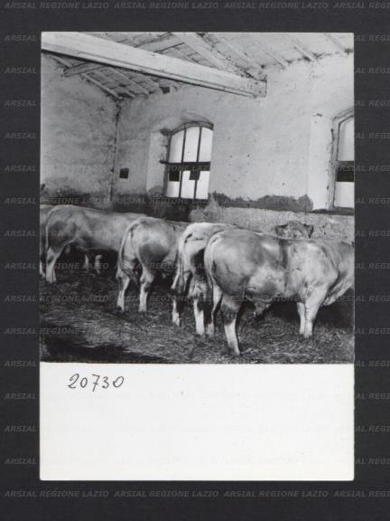 ARSIAL/ARS00176F22.jpg