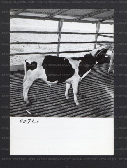 ARSIAL/ARS00176F35.jpg