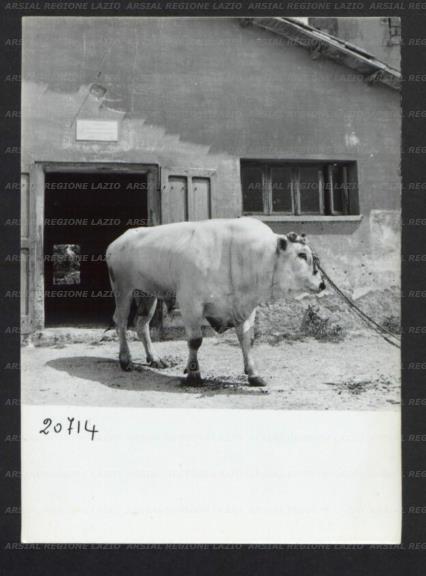 ARSIAL/ARS00176F53.jpg