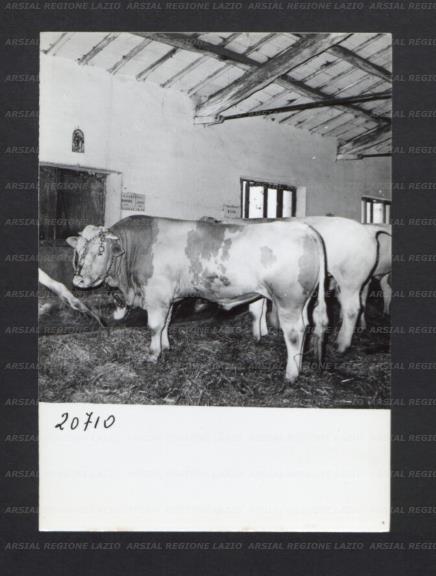 ARSIAL/ARS00176F5B.jpg