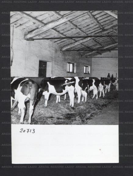 ARSIAL/ARS00176F5E.jpg