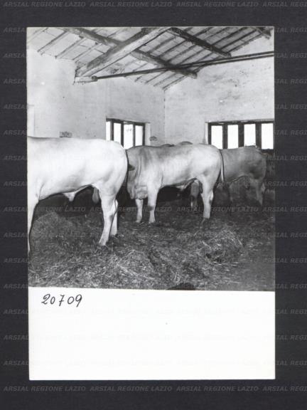 ARSIAL/ARS00176F5F.jpg