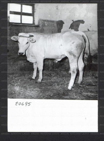 ARSIAL/ARS00176F61.jpg