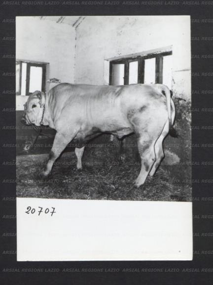 ARSIAL/ARS00176F6A.jpg