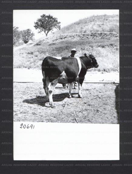 ARSIAL/ARS00176F75.jpg