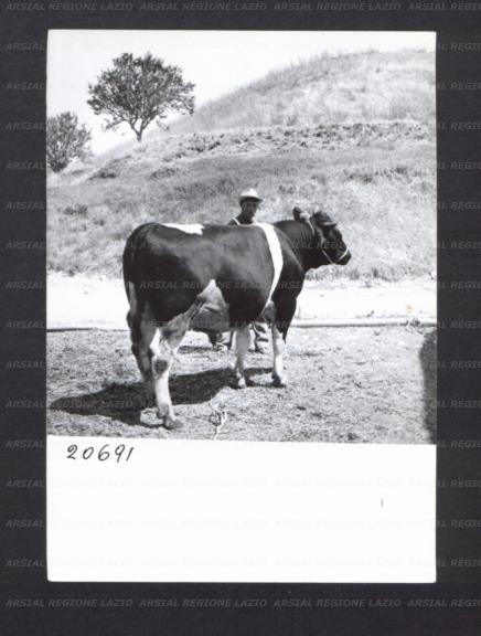ARSIAL/ARS00176F80.jpg
