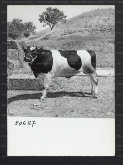 ARSIAL/ARS00176F82.jpg