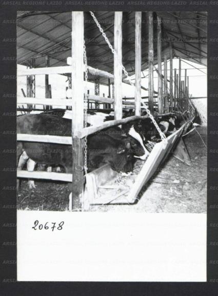 ARSIAL/ARS00176F8E.jpg